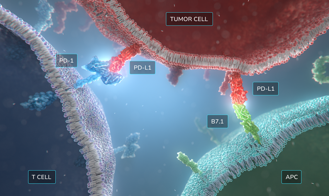The Immune System & Advanced Cutaneous Squamous Cell Carcinoma