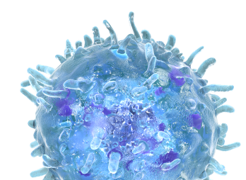 The Immune System & Advanced Cutaneous Squamous Cell Carcinoma